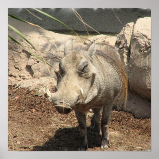 ワルトホグのポスター ポスター (正面)