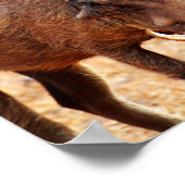 ワルトホグのポスター ポスター (角)