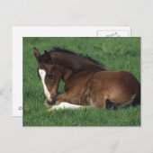 ワルムブロドの群れ伏せ ポストカード (正面/裏面)