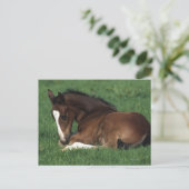 ワルムブロドの群れ伏せ ポストカード (スタンド正面)