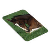 ワルムブロドの群れ伏せ マグネット (右側)