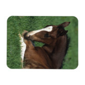 ワルムブロドの群れ伏せ マグネット (横)