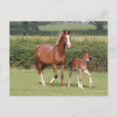 ワルムブロドマーレアンドフォール歩くー ポストカード (正面)