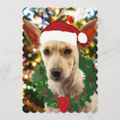 ワンちゃん達に喜ぶ (正面)