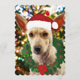 ワンちゃん達に喜ぶ