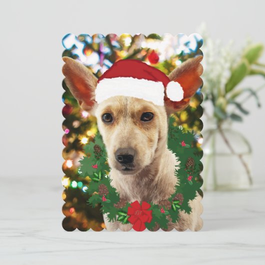 ワンちゃん達に喜ぶ (スタンド正面)