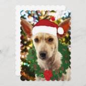 ワンちゃん達に喜ぶ (正面/裏面)