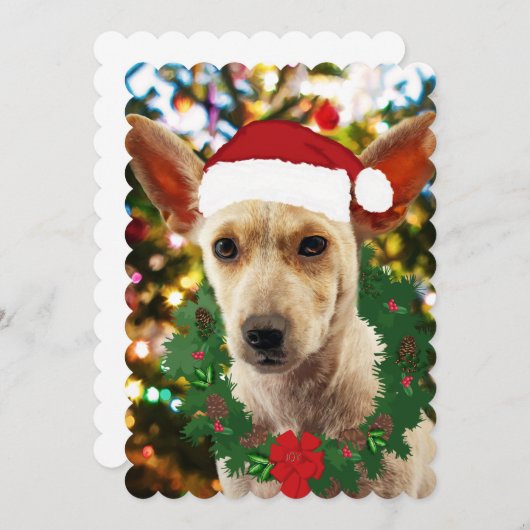 ワンちゃん達に喜ぶ (正面/裏面)