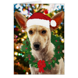 ワンちゃん達に喜ぶ