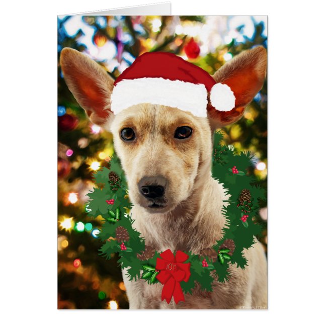 ワンちゃん達に喜ぶ (正面)