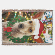 ワンちゃん達に喜ぶ