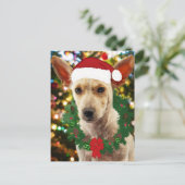 ワンちゃん達に喜ぶ ポストカード (スタンド正面)