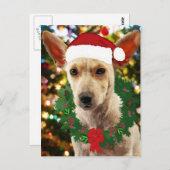 ワンちゃん達に喜ぶ ポストカード (正面/裏面)