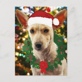 ワンちゃん達に喜ぶ ポストカード