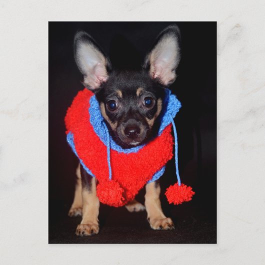 ワンちゃん ポストカード (正面)