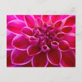 ワンダーシェナーピンク – ローザ – ファルベナーブリュテングルス ポストカード