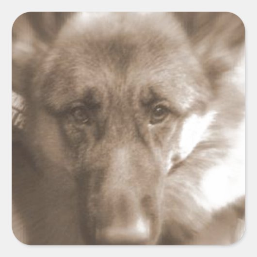 ワンダードッグ地図 スクエアシール (正面)