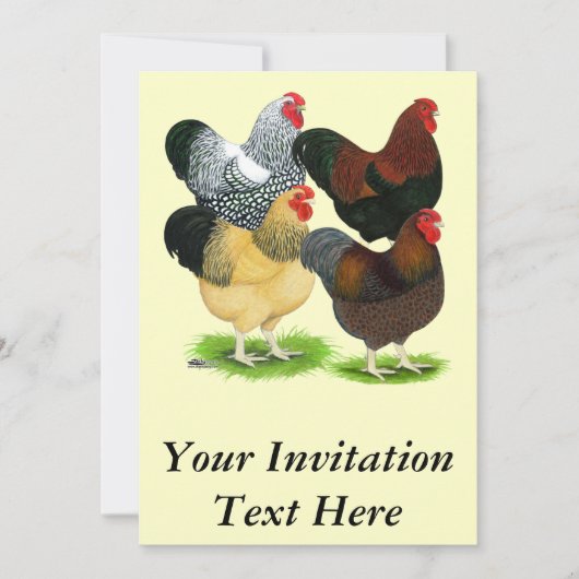 ワンドット： 雄鶏の組み合わせ 招待状 (正面)