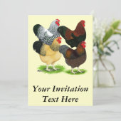 ワンドット： 雄鶏の組み合わせ 招待状 (スタンド正面)