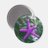 ワンパープルスターフィッシュロッキービーチ マグネット (正面/裏面)