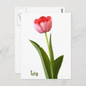 ワンピンク春チューリップ自然フローラ写真 ポストカード (正面/裏面)