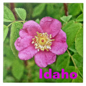 ワンワイルドバラ – アイダホ タイル (正面)