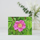 ワンワイルドバラ ポストカード (スタンド正面)