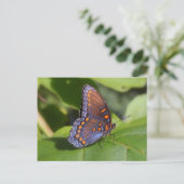 「ワン」誇りを持ったバタフライ写真 ポストカード (スタンド正面)