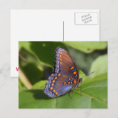 「ワン」誇りを持ったバタフライ写真 ポストカード (正面/裏面)