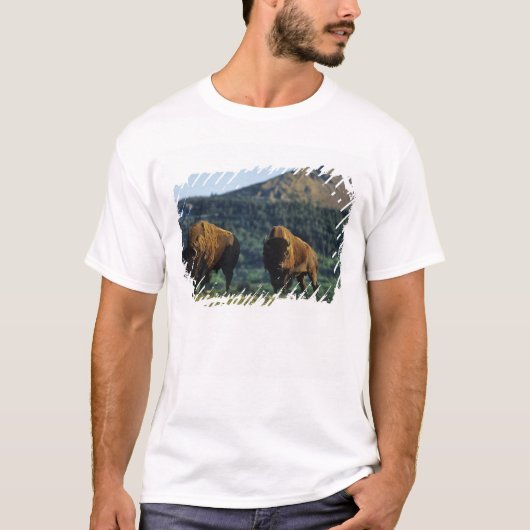ワーテルトン・レイクス国立公園のアメリカバイソン雄 Tシャツ (正面)