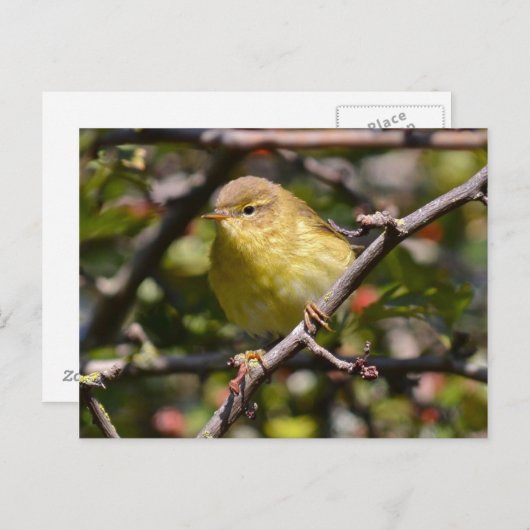 ワーブラーはがき ポストカード (正面/裏面)