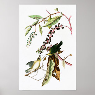 ワーム食べ物のウォーブラーJohn Audubon Birds of America ポスター