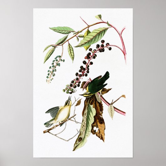 ワーム食べ物のウォーブラーJohn Audubon Birds of America ポスター (正面)