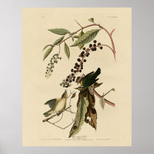 ワーム食べ物のウグイス – Audubon's Birds of America ポスター