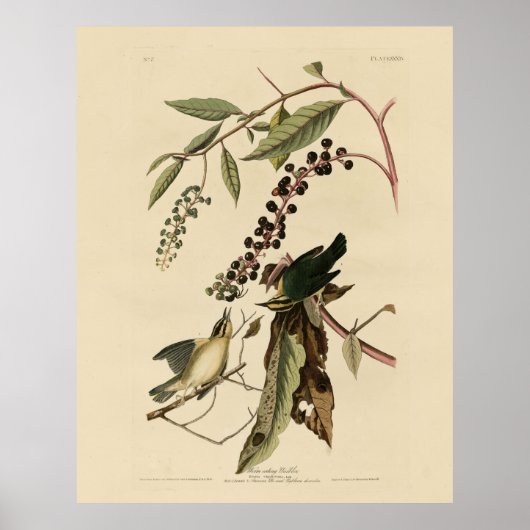 ワーム食べ物のウグイス – Audubon's Birds of America ポスター (正面)