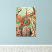 ワーム、アニリッドChetopoda by Ernst Haeckel キャンバスプリント (インサイチュ (ウッドフロア))
