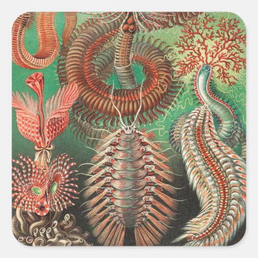 ワーム、アニリッドChetopoda by Ernst Haeckel スクエアシール (正面)