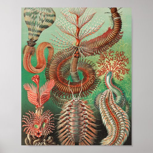 ワーム、アニリッドChetopoda by Ernst Haeckel ポスター (正面)