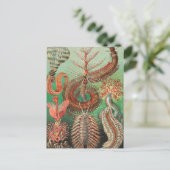 ワーム、アニリッドChetopoda by Ernst Haeckel ポストカード (スタンド正面)