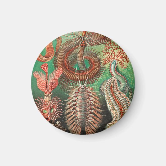 ワーム、アニリッドChetopoda by Ernst Haeckel マグネット (正面)