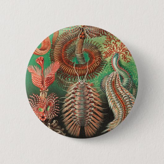 ワーム、アニリッドChetopoda by Ernst Haeckel 缶バッジ (正面)