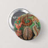 ワーム、アニリッドChetopoda by Ernst Haeckel 缶バッジ (正面&裏面)
