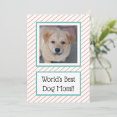 ワールド最高のズドッグマママコーラルストライプの (スタンド正面)