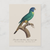 ワ rainbow_lorikeet 若鳥 ハシボソインコ属 Trichoglossus moluc ポストカード (正面)