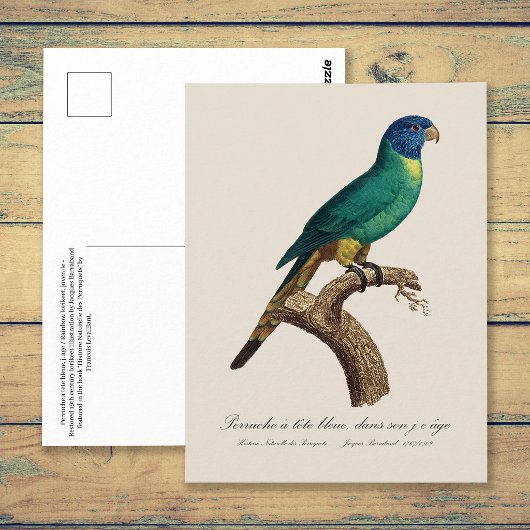 ワ rainbow_lorikeet 若鳥 ハシボソインコ属 Trichoglossus moluc ポストカード