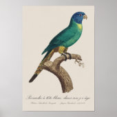 ワ rainbow_lorikeet 若鳥 ハシボソインコ juvenilia Trichoglos ポスター (正面)