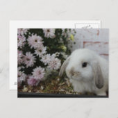 ヴァイセスハーシェン、カニンチェンmitブラメンOsterhase ポストカード (正面/裏面)