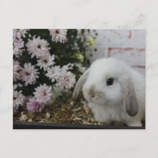 ヴァイセスハーシェン、カニンチェンmitブラメンOsterhase ポストカード
