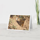 ヴァネサカルドゥイ色彩の鮮やか – ラディ・バタフライ・カード カード (正面)