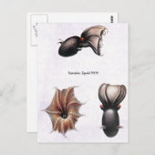 ヴァンパイアSQUIDポストカード ポストカード (正面/裏面)